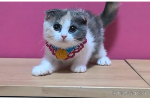 成約済の東京都のスコティッシュフォールド(折れ耳)-103713の3枚目